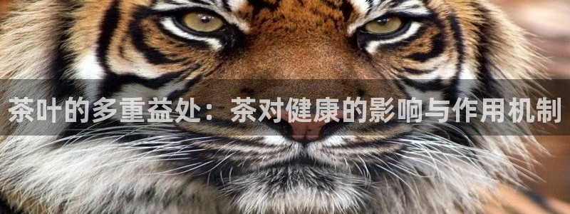 金吉年会