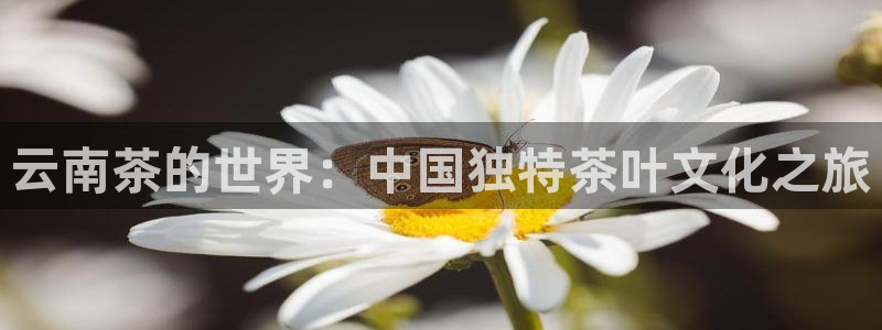 金年会嗨聊app下载