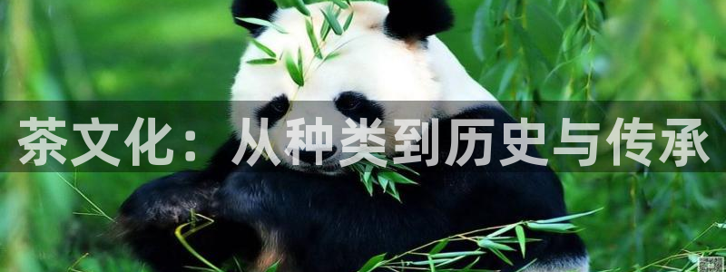 金年会.cc