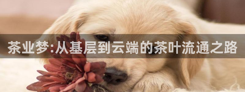 金年会体育在线入口