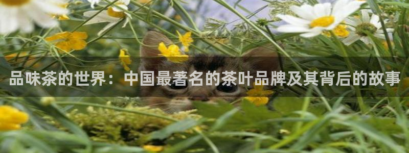 金吉年会