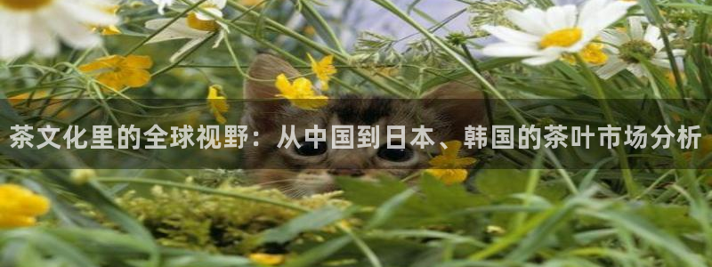 金年会娱乐app