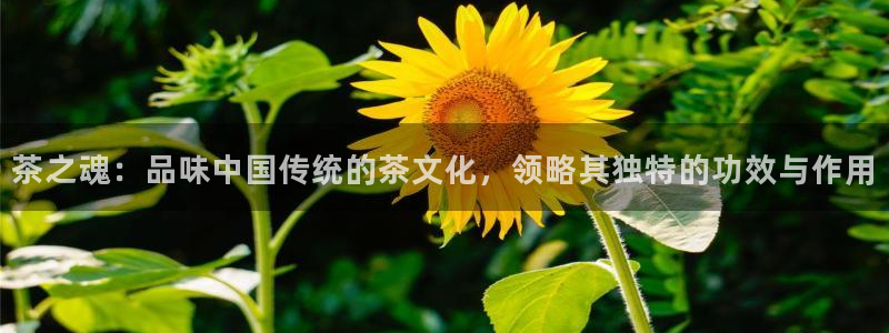 金年会官方网站下载