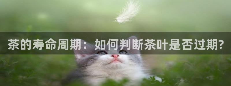 2022金年会