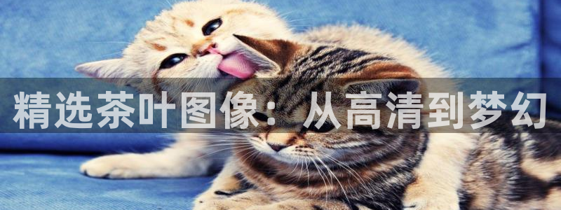金年会手机app